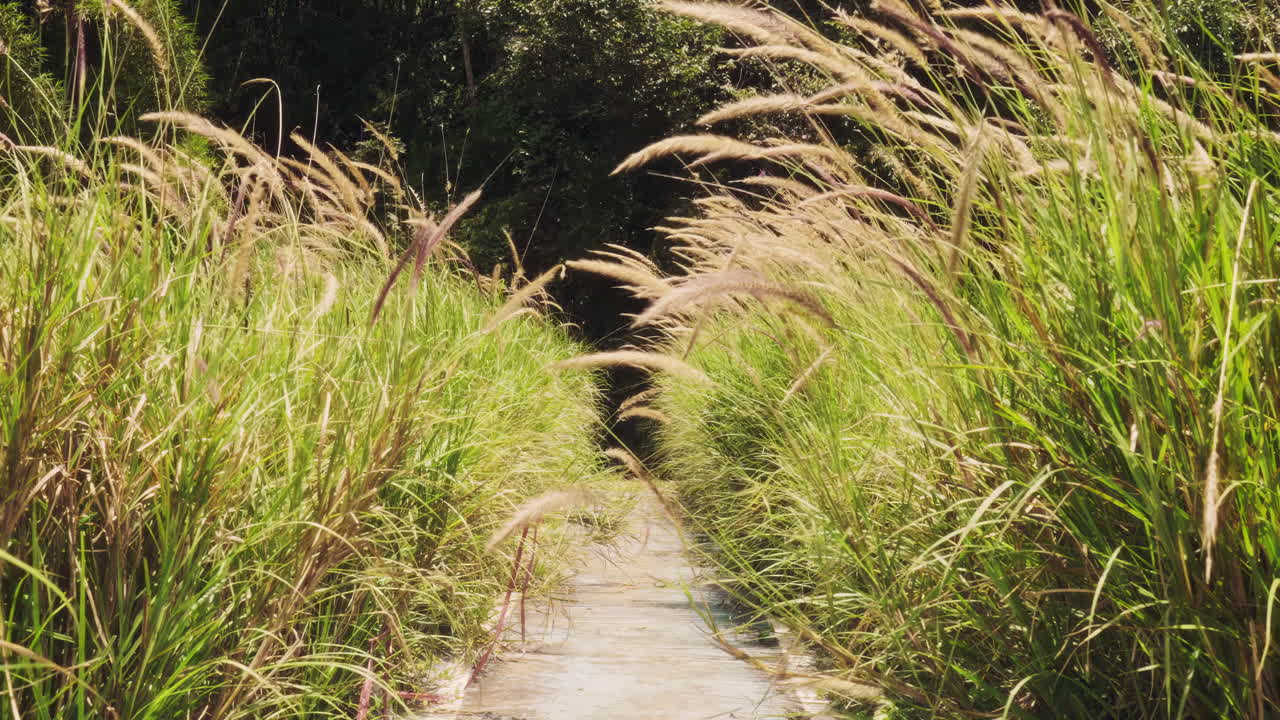Serene road winds through lush plant reeds forest. Sunlight filters through tall grasses, casting soft shadows