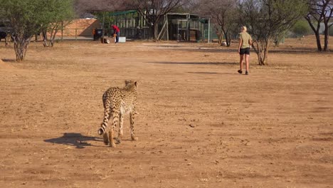 a trainer trains and leads a cheetah at a cheetah rehabilitation center in namibia africa