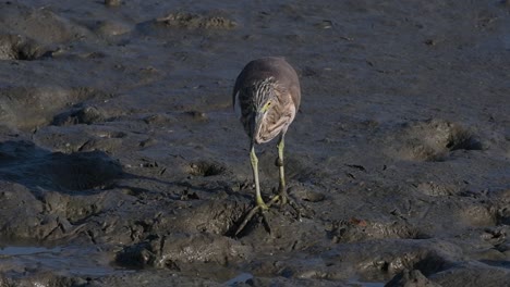 One-of-the-Pond-Herons-found-in-Thailand-which-display-different-plumages-according-to-season