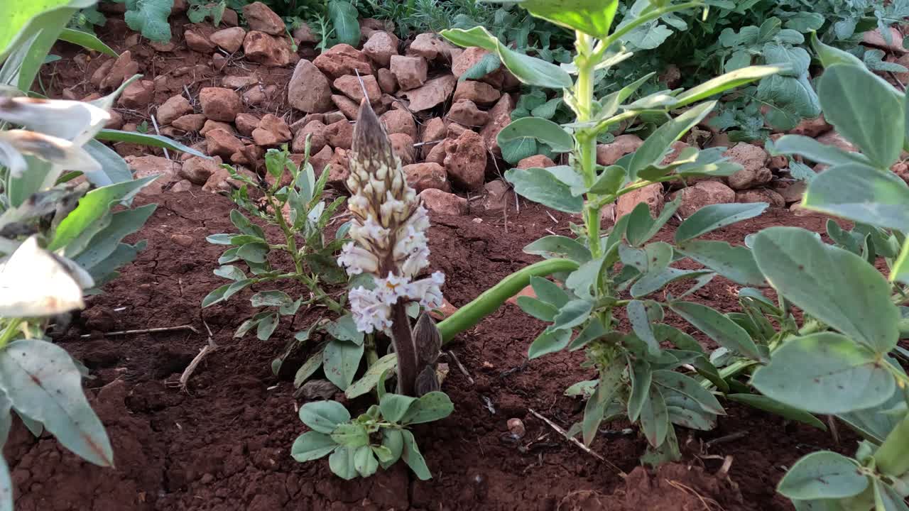 Planta parásita de jopo creciendo entre cultivos de habas en un campo, mostrando flores blanco amarillentas adheridas a las raíces del huésped, ilustrando infestación agrícola, daño a los cultivos y parasitismo vegetal