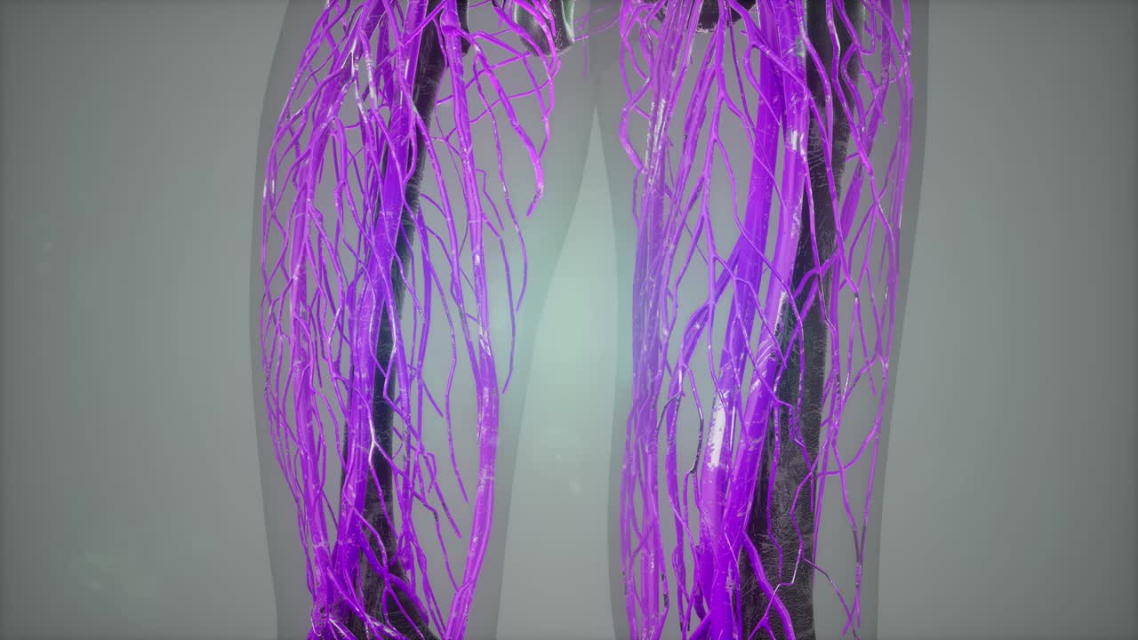 모든 장기를 포함한 인간 해부학 일러스트레이션