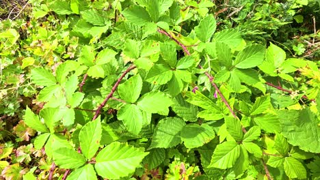 hojas de morera verdes y exuberantes en aberdour, fife