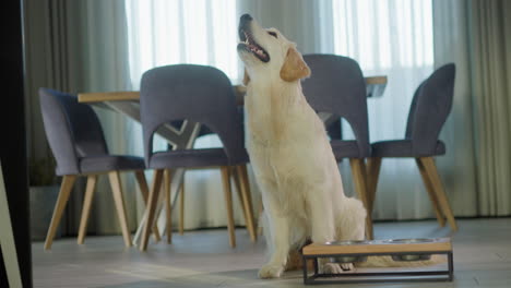 golden retriever sitting in dining room