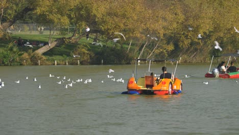 seagulls fly and float in the lake of yarkon park tel aviv next to motor boats and pedal boats #010