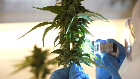 non recognisable caucasian scientist observing a bud of a cannabis plant in an indoor laboratory