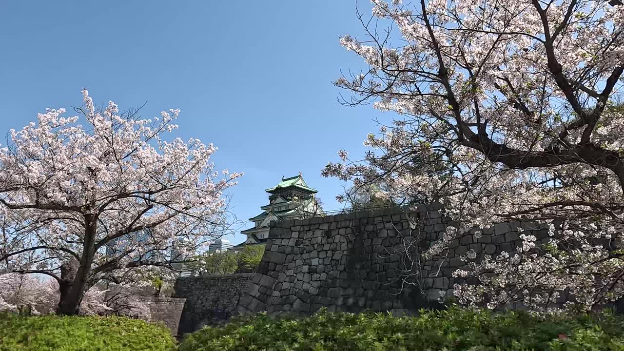 el castillo de osaka rodeado de flores de cerezo en osaka, japón - tomada de lado