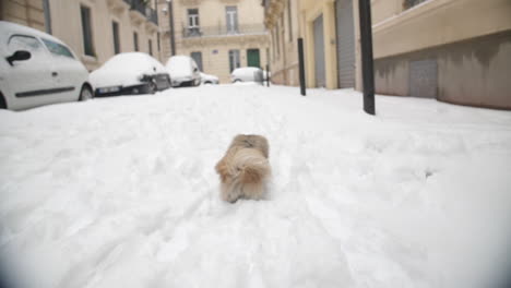 pekingese-running-on-a-snowy-road-view-from-back-slow-motion-Montpellier-France
