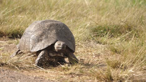 Una-Gran-Tortuga-Tortuga-Arrastrándose-Lentamente-En-Un-Parche-De-Hierba-Verde-Al-Borde-De-La-Carretera,-Toma-De-Primer-Plano