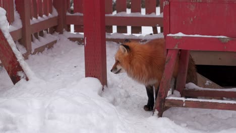 a red fox walking in the snow near a japanese temple