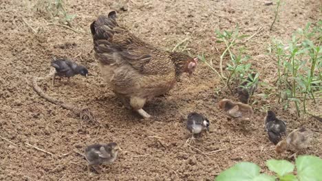 gallinas y pollos en la granja