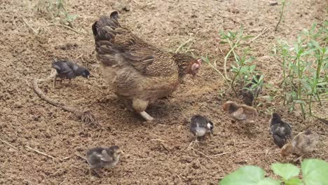 hen and chicks on the farm