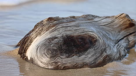 weathered driftwood in flowing water