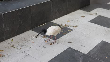 bird walking down steps, foraging for food