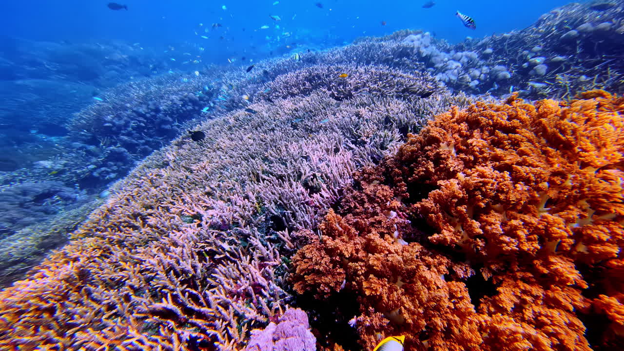 Colorful Coral Reef And Fish - Underwater Shot
