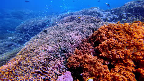 colorful coral reef and fish - underwater shot