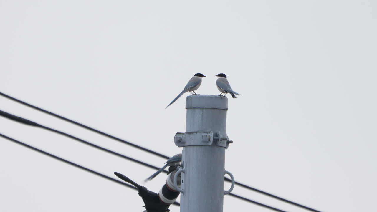 pájaros de urraca de alas azules volando y descansando en un poste de electricidad en tokio, japón