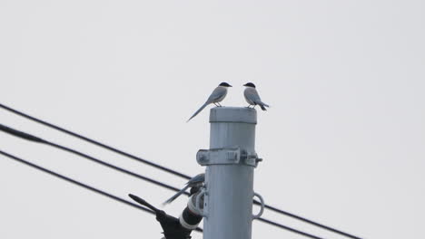 Pájaros-De-Urraca-De-Alas-Azules-Volando-Y-Descansando-En-Un-Poste-De-Electricidad-En-Tokio,-Japón