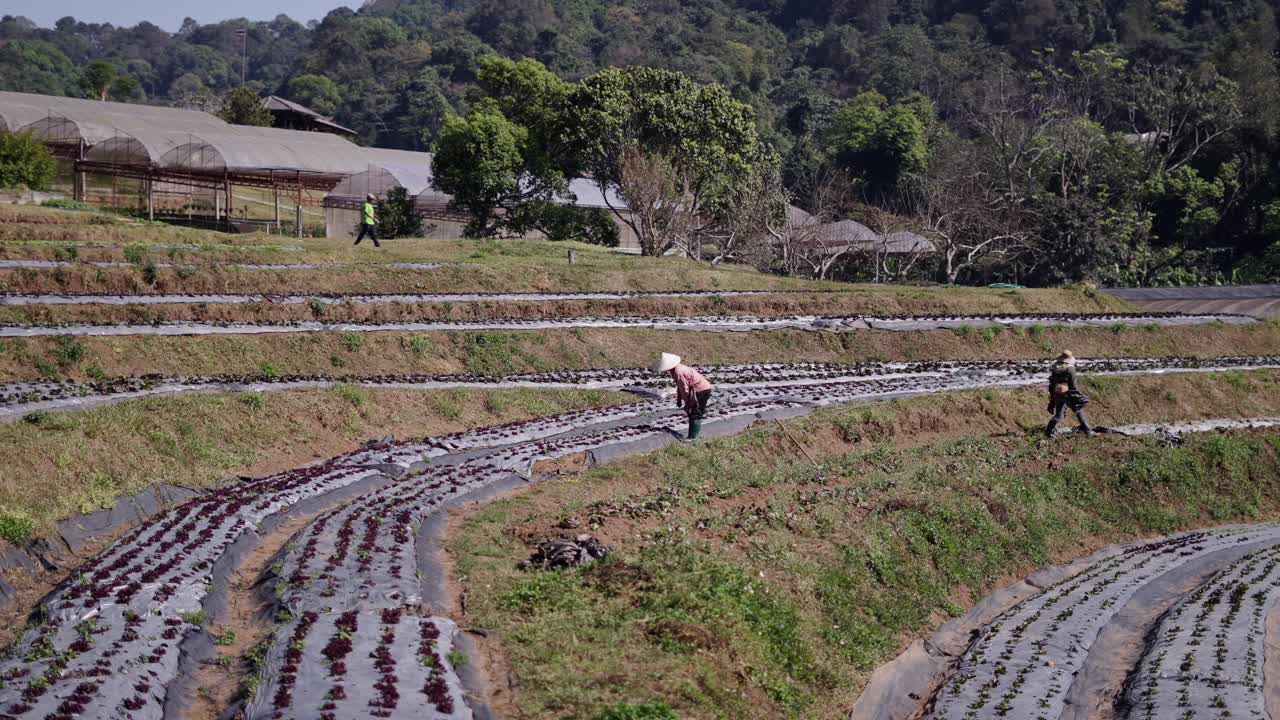 Workers tending to crops on a terraced farm