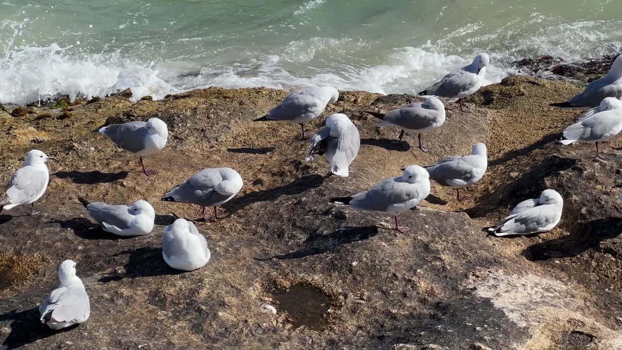 Gabbiano sugli scogli in cerca di cibo