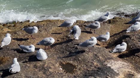 seagull on the rocks looking for food