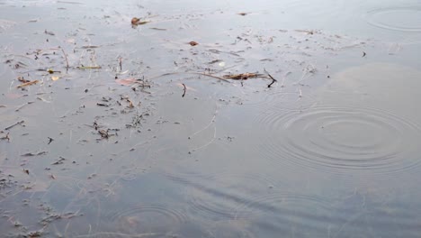 raindrops creating ripples on water in slow motion