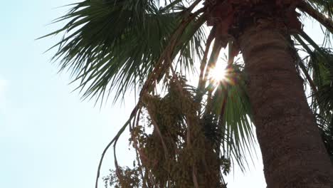 Green palms against blue sky and shining sun