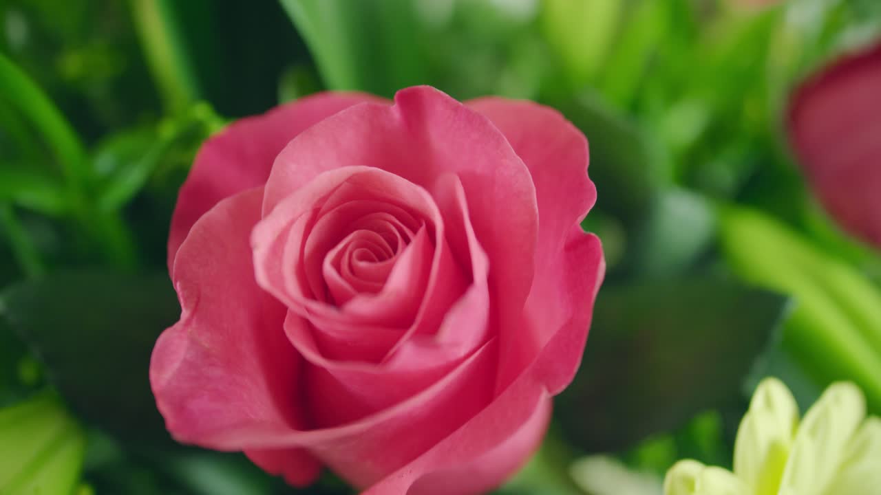 장미 클로즈업 샷 v2 4k