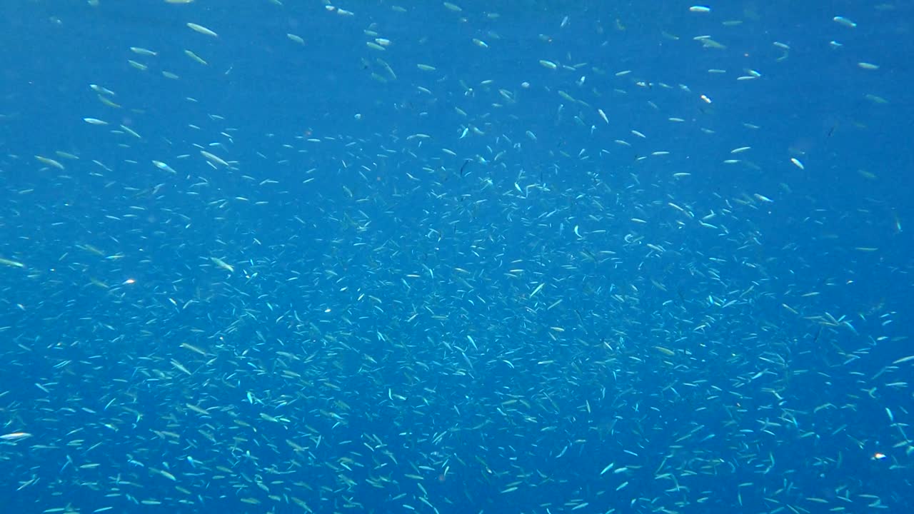 작은 물고기들의 거대한 무리가 빛 아래 푸른 물속에서 헤엄치고 있습니다. 은색 줄무 둥근 헤링, 은 스프라트, 또는 키비나고 미노우 (spratelloides gracilis) 의 무리입니다.