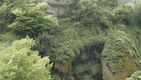 forest on a mountain cliffside