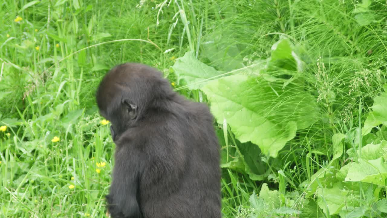Giovane gorilla gioca con semi d'erba e ne sperimenta il sapore.