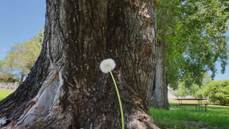 4k uhd low-shot of a lone dandelion spore as it sways in the light wind, releasing its seeds in the breeze, blowing away to pollinate another day