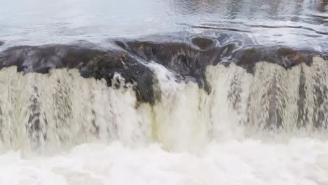 Migración-De-Peces-En-Letonia-Durante-El-Otoño,-Desove-De-Salmón-En-El-Río-Venta,-Camión-A-La-Izquierda