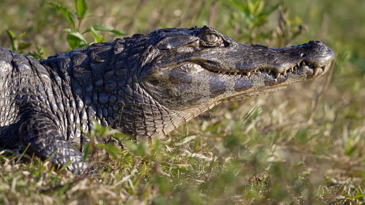 Caiman head closeup resting on dry ground under bright daylight, static with space for text