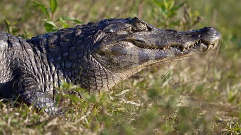caiman head closeup resting on dry ground under bright daylight, static with space for text