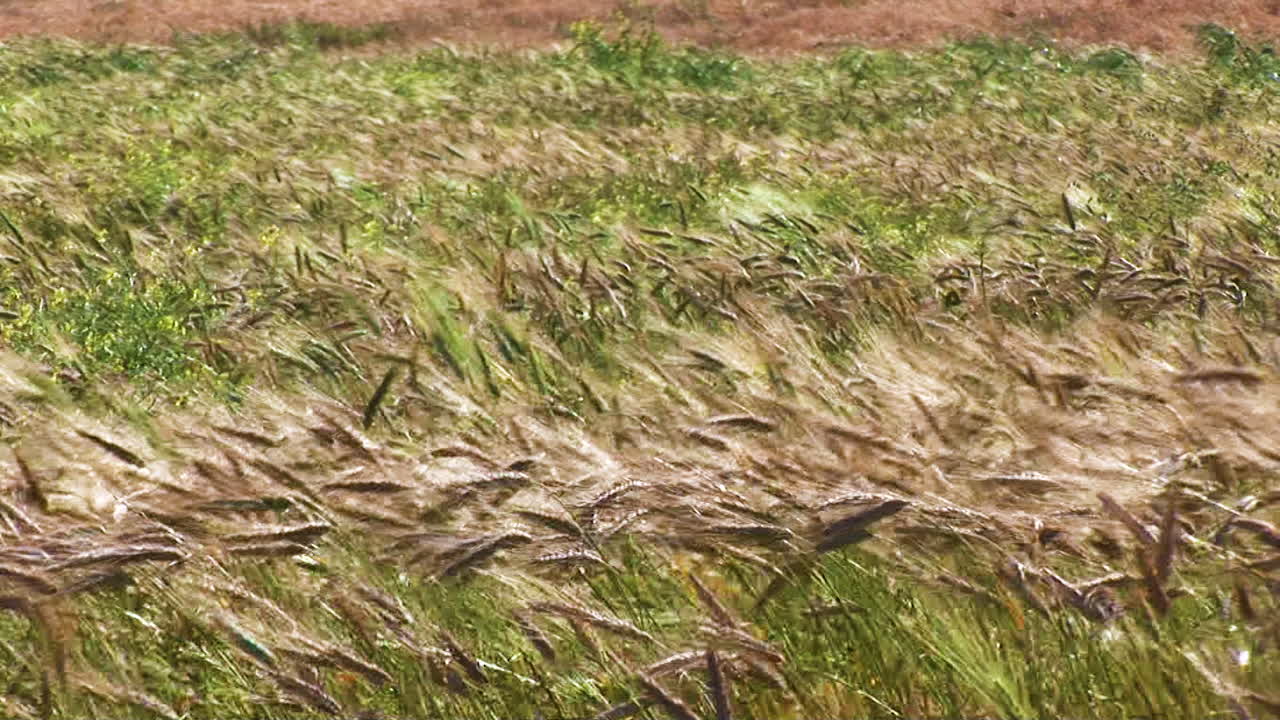 남부 아프리카의 밀 지역