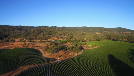 a high aerial over rows of vineyards in northern california's sonoma county  10