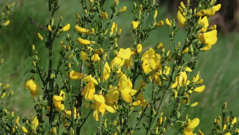 Ginsterbusch-In-Blüte.-Frühling.-Großbritannien