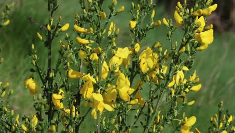 el arbusto de escoba en flor. primavera. reino unido