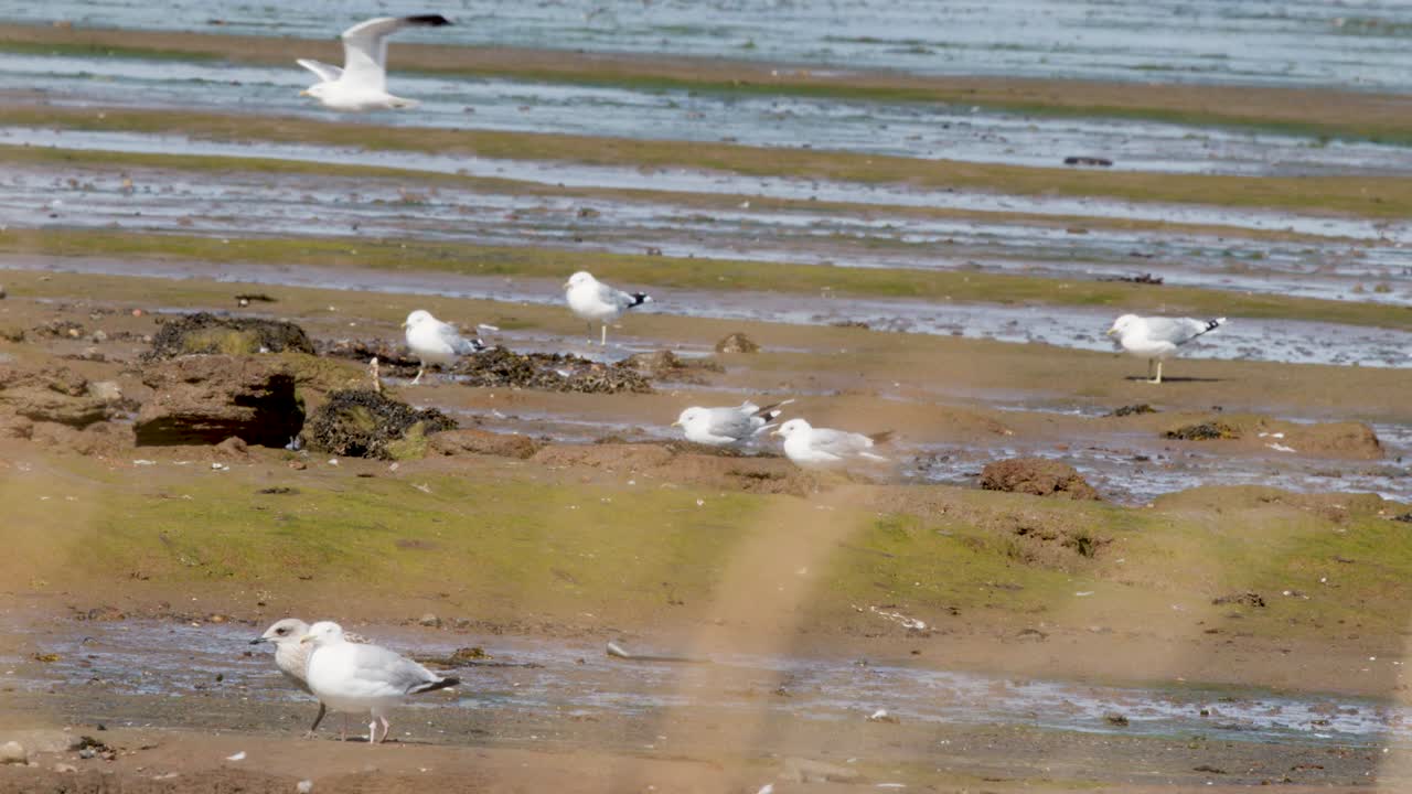 Seagulls gather, rest, and briefly take flight on sunlit Cromarty tidal flats, static wide shot