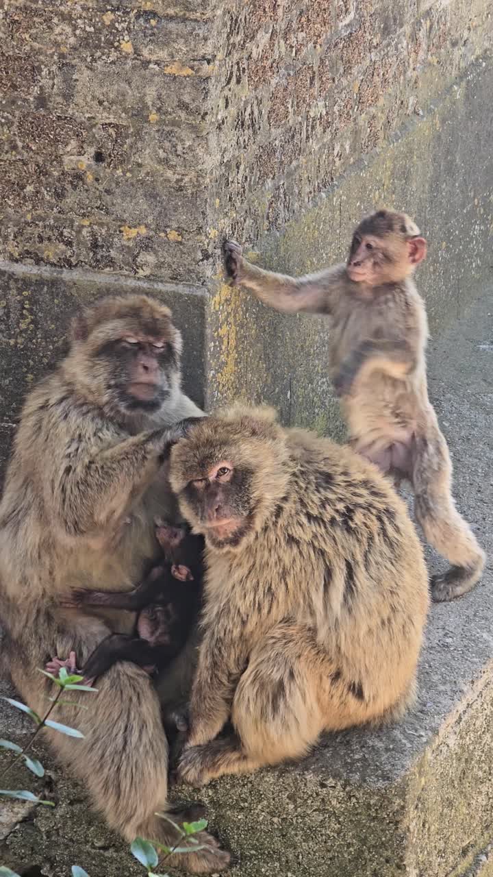 Barbary macaques, including a playful baby, interacting near a wall in Gibraltar