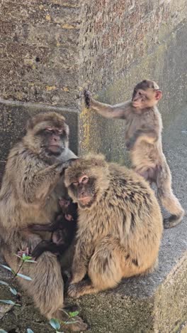 barbary macaques, including a playful baby, interacting near a wall in gibraltar