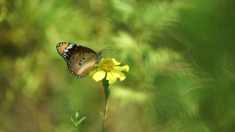 a butterfly sits on a marigold flower