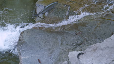 two coho salmon struggle mightily up small waterfall, but fall back into river