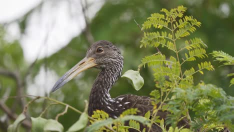 primer plano de un pájaro limpkin parado pacíficamente en una rama rodeada de hojas mirando alrededor