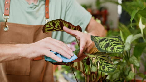 cleaning calathea plant leaves