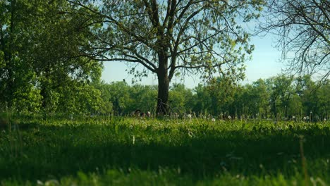 Lush-greenery-at-Jarun-Lake-with-a-bicycle-and-resting-visitors-under-the-trees-in-Zagreb,-Croatia