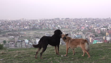 two dogs enjoying the outdoors on a hill overlooking a city