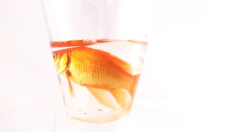 gold fish 4