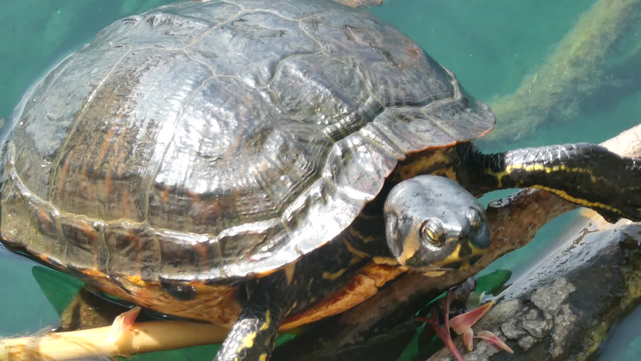 черепаха крупным планом сидит на освещенной солнцем ветке в чистой прозрачной воде озера