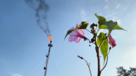 Una-Filmación-Dramática-De-La-Chimenea-De-Una-Planta-De-Gas-Quemando-Gases,-Mientras-Una-Flor-Fresca-Aparece-En-Primer-Plano